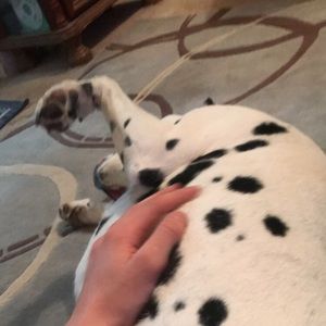 Meet your Posher, Jordan